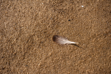 Feather of a bird on a sandy beach.