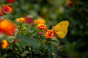 yellow buttefly in red and orage flower garden