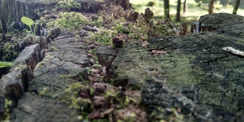 Green moss on the ground. Old tree and young grass. Spring nature.