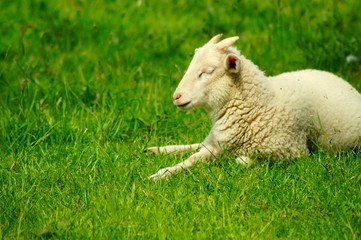 Obraz premium Müdes Schaf