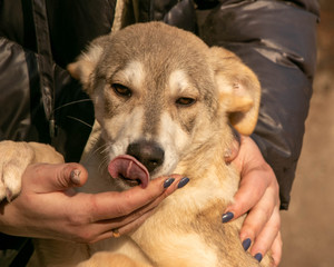 affectionate puppy from the shelter in the arms of a person