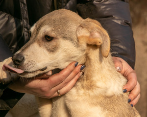 affectionate puppy from the shelter in the arms of a person