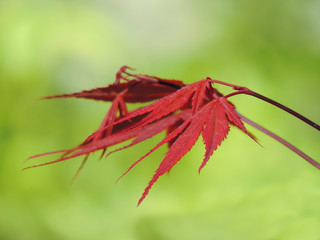 Fototapeta premium Red japanize maple branch closeup