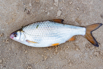 Close up freshly caught common roach or Rutilus heckelii on wet sand