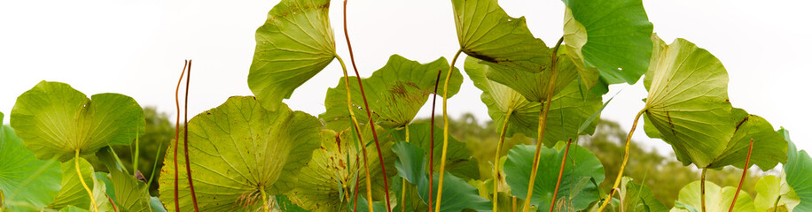 Panoramic view of lotus leaf on sky background