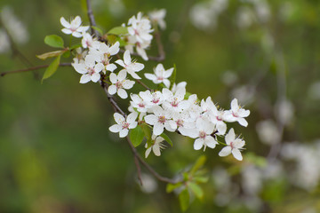  Branch of  flowering wild cherry tree