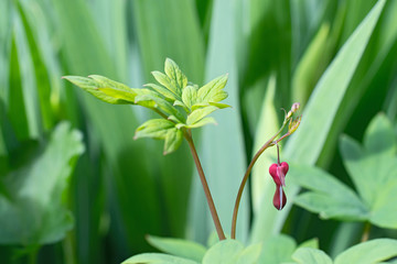 Sprig  of green leaves and one pink figured bud