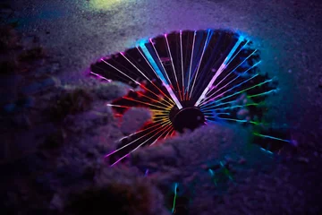 Buntes Neonlicht als Reflexion im Wasser einer Pfütze © Robert Kneschke