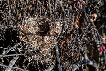 Close up nest in bare tree during autumn