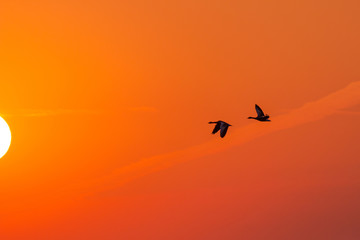 Fototapeta premium Silhouette of two flying wild geese at sunset. Silhouette of migratory birds in the orange evening sky. Wildlife concept.