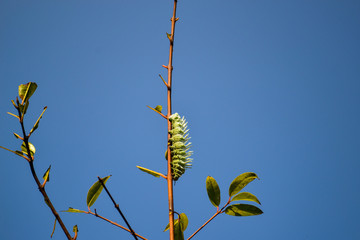 Moth caterpillar perching on top of plant against blue sky background 