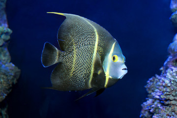 French angelfish