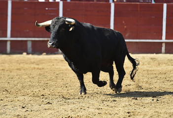 toro españon con grandes cuernos en una plaza de toros