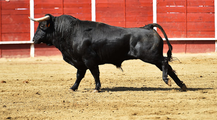 poderoso toro español corriendo en una plaza de toros - obrazy, fototapety, plakaty