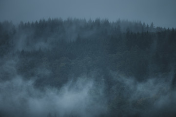 Obraz na płótnie Canvas Wolken über dem Wald