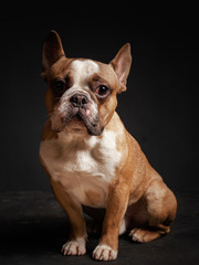 Fototapeta premium young french bulldog sitting on a black background.