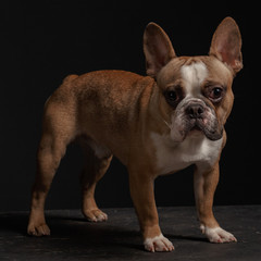 young french bulldog sitting on a black background.