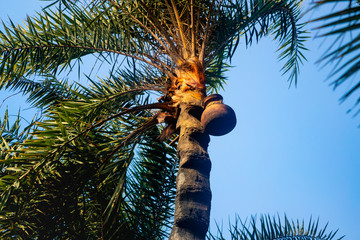 Pot on the date palm. Collection of palm sugar - gur.
