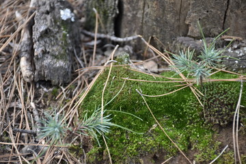 moss and pine sprouts on pine tree in forest