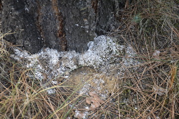 white discharge on a pine tree