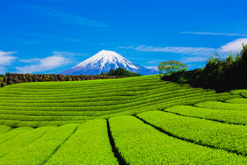 Fototapeta na wymiar 富士山と茶畑と青い空