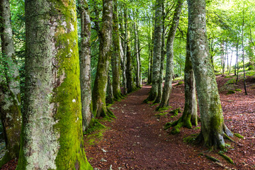 Walking in Blair Atholl, Scotland