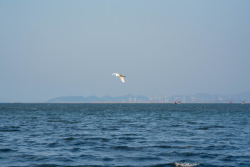 Fototapeta na wymiar Single seagull flying over the sea in blue sky.