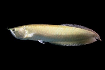 Silver Arowana swimming in fishbowl,isolated on black background.