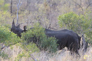 Wild rhino hidden behind a bush