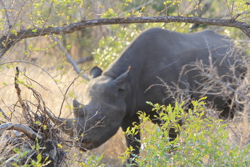 close-up shot of a wild rhino