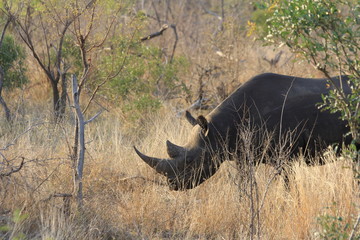 wild, huge rhino in the south of africa