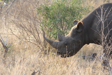 horned rhino in south africa