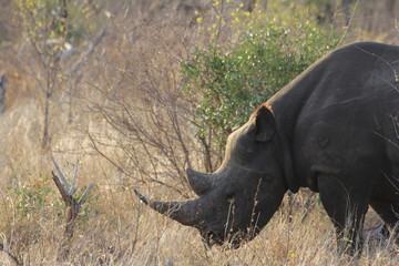 Grazing rhino in south africa