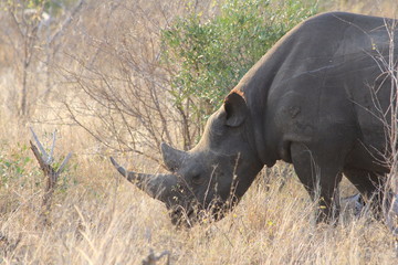 Rhino in the Savannah