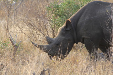 close-up shot of a rhino in south africa