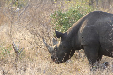 Grazing rhino