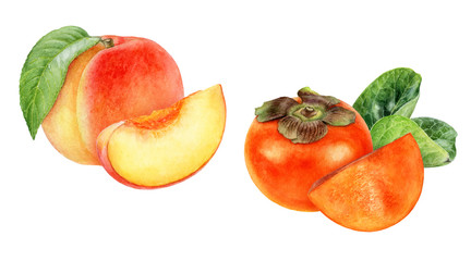 Persimmon peach watercolor isolated on white background