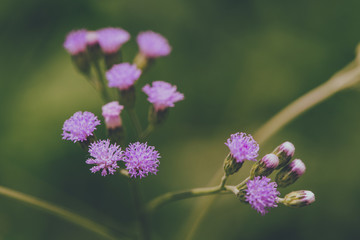 tiny pink flowers on dark background horizontal