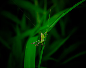 Green grasshopper standing on a green leaf isolated in black background.