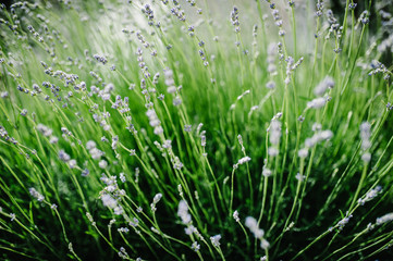 Fototapeta na wymiar Green field part of lavender grass in background. green background for text away. Beautiful green grass, in soft morning sunlight. with space for text. blog concept. Close up. Lavender flowers