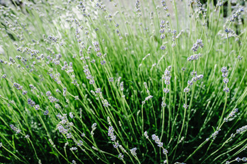 Green field part of lavender grass in background. green background for text away. Beautiful green grass, in soft morning sunlight. with space for text. blog concept. Close up. Lavender flowers