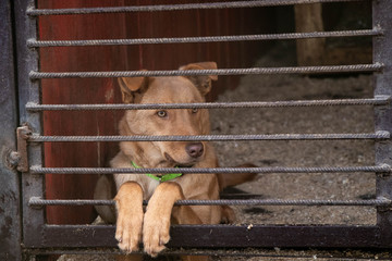 red-haired dog looking from behind the lattice of an aviary of one of the dog shelters