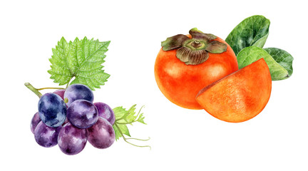 Persimmon grape watercolor isolated on white background