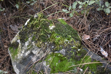 moss on rock in forest