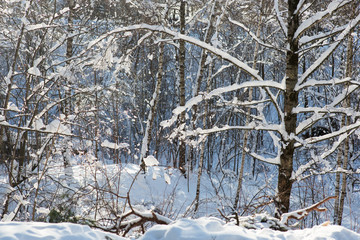 Winter forest in snow birch