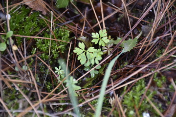grass in the woods among grass and stones
