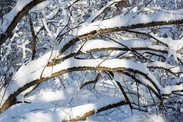 Snow-covered tree branch