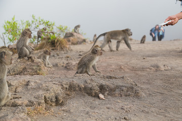 Bali monkeys