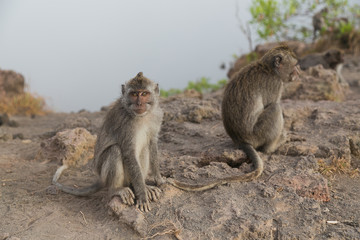 Bali monkeys
