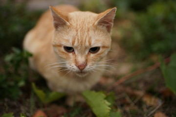 ginger cat rest in the garden, pet relax outdoor.